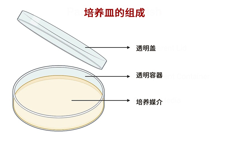 培养皿的组成部件